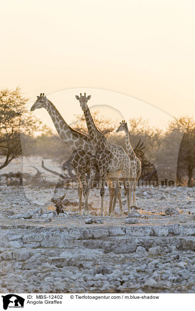 Angola Giraffes / MBS-12402