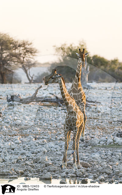 Angola-Giraffen / Angola Giraffes / MBS-12403