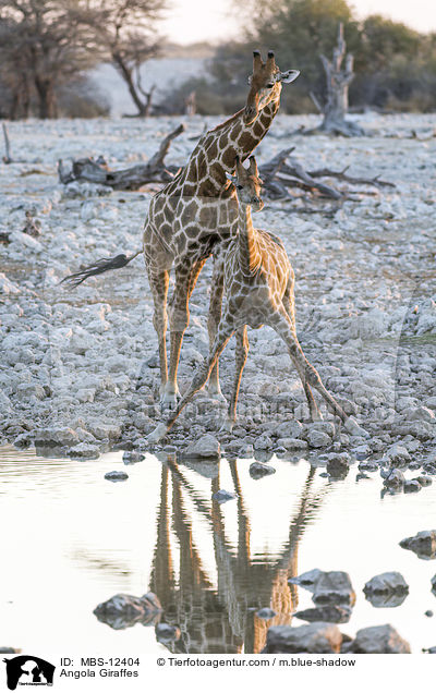 Angola-Giraffen / Angola Giraffes / MBS-12404