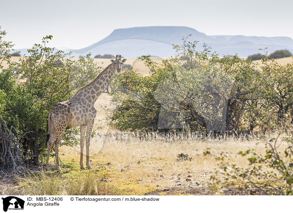 Angola-Giraffe / Angola Giraffe / MBS-12406