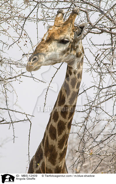 Angola-Giraffe / Angola Giraffe / MBS-12409