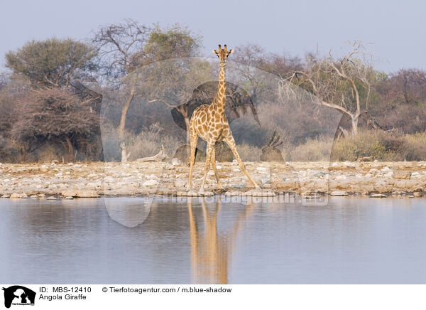 Angola Giraffe / MBS-12410