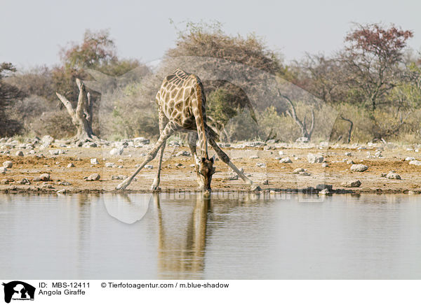 Angola-Giraffe / Angola Giraffe / MBS-12411