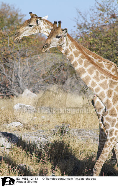 Angola Giraffes / MBS-12413