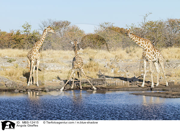 Angola Giraffes / MBS-12415