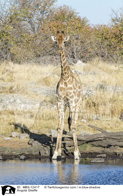 Angola-Giraffe / Angola Giraffe / MBS-12417