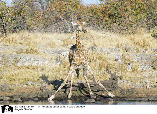 Angola Giraffe / MBS-12419