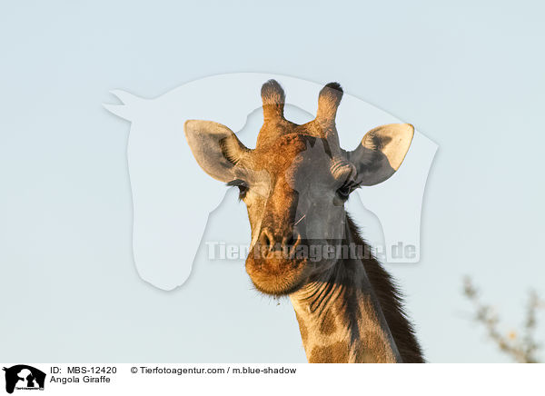 Angola Giraffe / MBS-12420