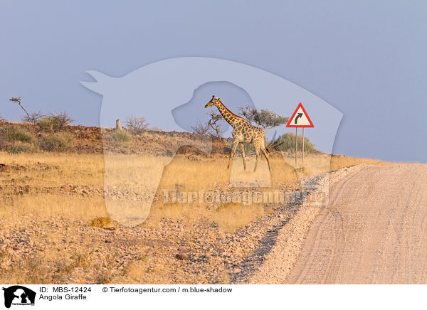 Angola-Giraffe / Angola Giraffe / MBS-12424