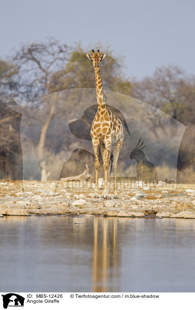 Angola-Giraffe / Angola Giraffe / MBS-12426