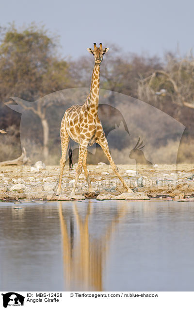 Angola Giraffe / MBS-12428