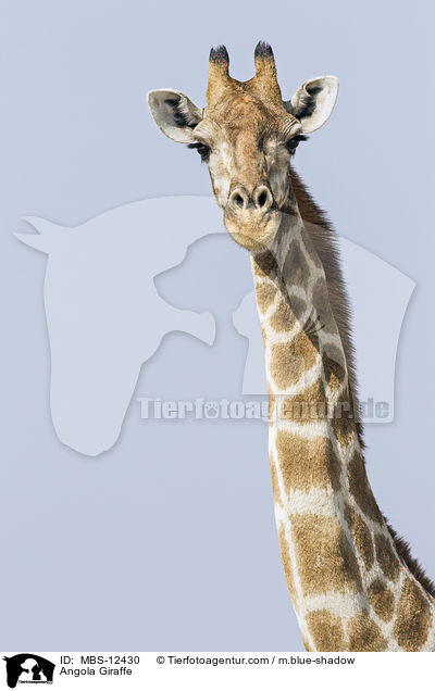 Angola Giraffe / MBS-12430
