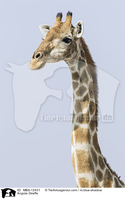 Angola Giraffe / MBS-12431