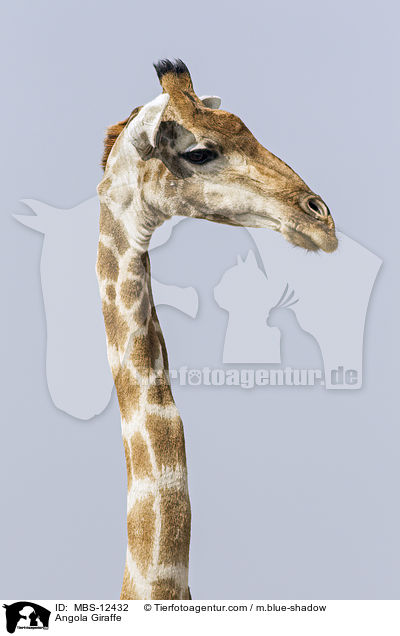 Angola Giraffe / MBS-12432