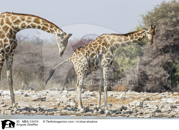 Angola-Giraffen / Angola Giraffes / MBS-12433