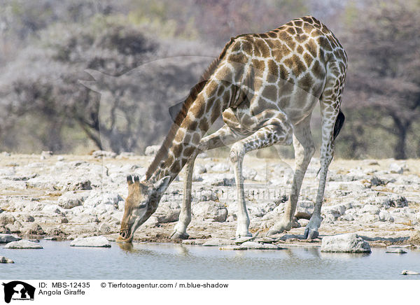 Angola Giraffe / MBS-12435