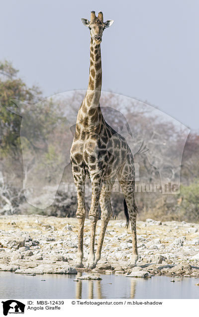 Angola Giraffe / MBS-12439