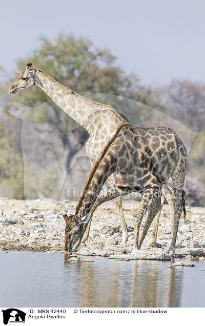 Angola Giraffes / MBS-12440