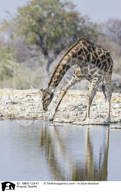 Angola Giraffe / MBS-12441