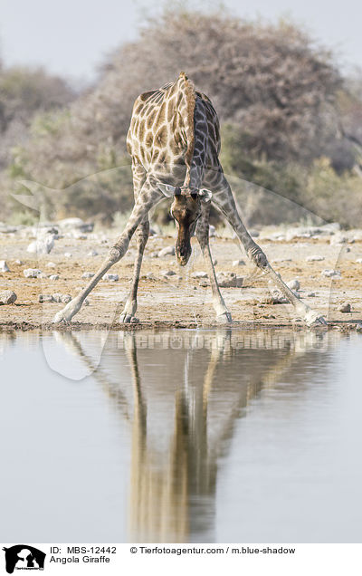 Angola Giraffe / MBS-12442