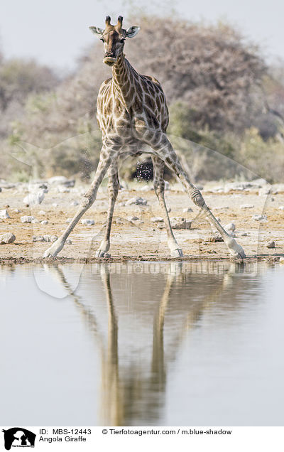 Angola Giraffe / MBS-12443