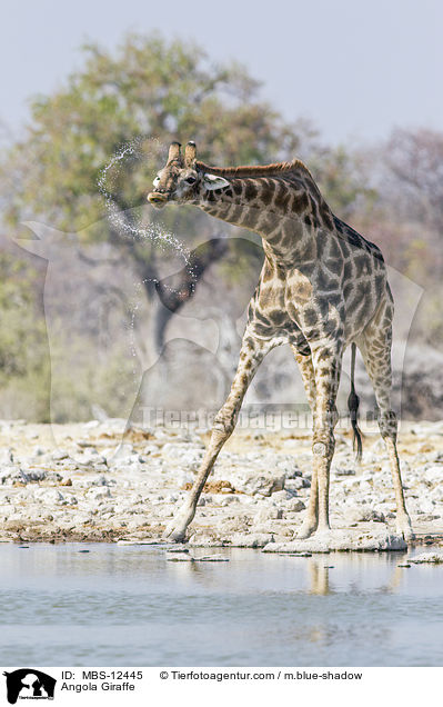 Angola Giraffe / MBS-12445