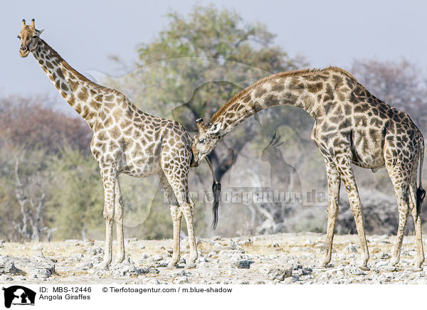 Angola Giraffes / MBS-12446