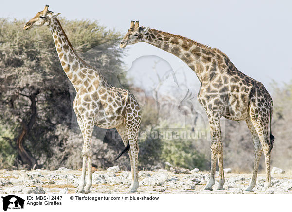 Angola-Giraffen / Angola Giraffes / MBS-12447