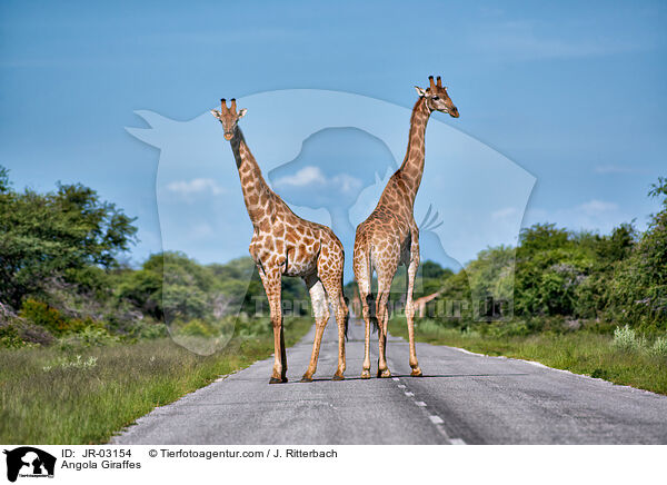 Angola Giraffes / JR-03154