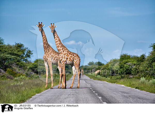 Angola-Giraffen / Angola Giraffes / JR-03155
