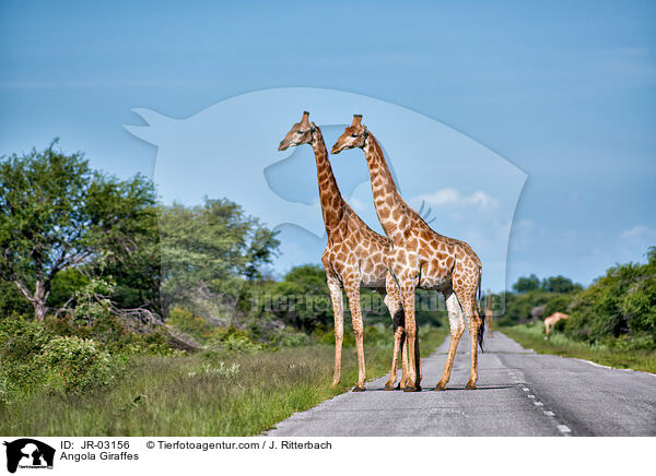 Angola Giraffes / JR-03156
