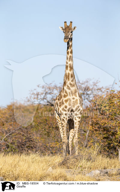 Giraffe / MBS-18504