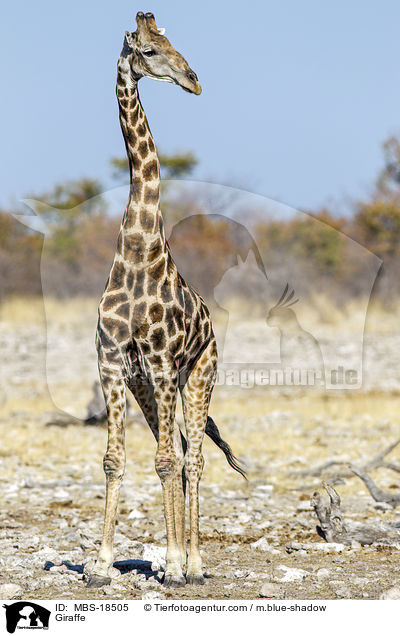 Giraffe / MBS-18505