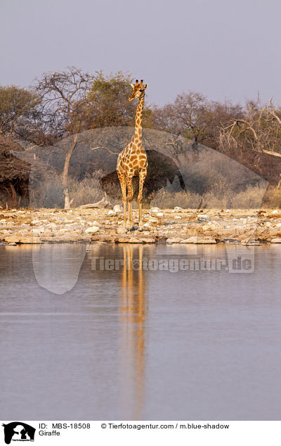 Giraffe / Giraffe / MBS-18508