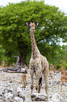 giraffe