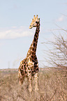 giraffe