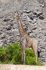 giraffe