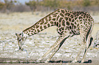 Angola Giraffe