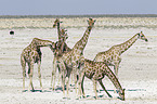 Angola Giraffes