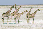 Angola Giraffes