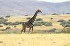 Angola Giraffe