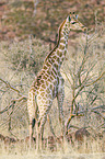 Angola Giraffe