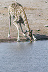 Angola Giraffe