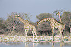 Angola Giraffes