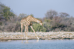 Angola Giraffe