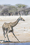 Angola Giraffe