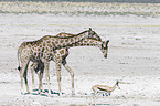 Angola Giraffe