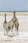 Angola Giraffes