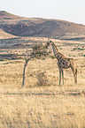 Angola Giraffe