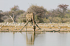 Angola Giraffe